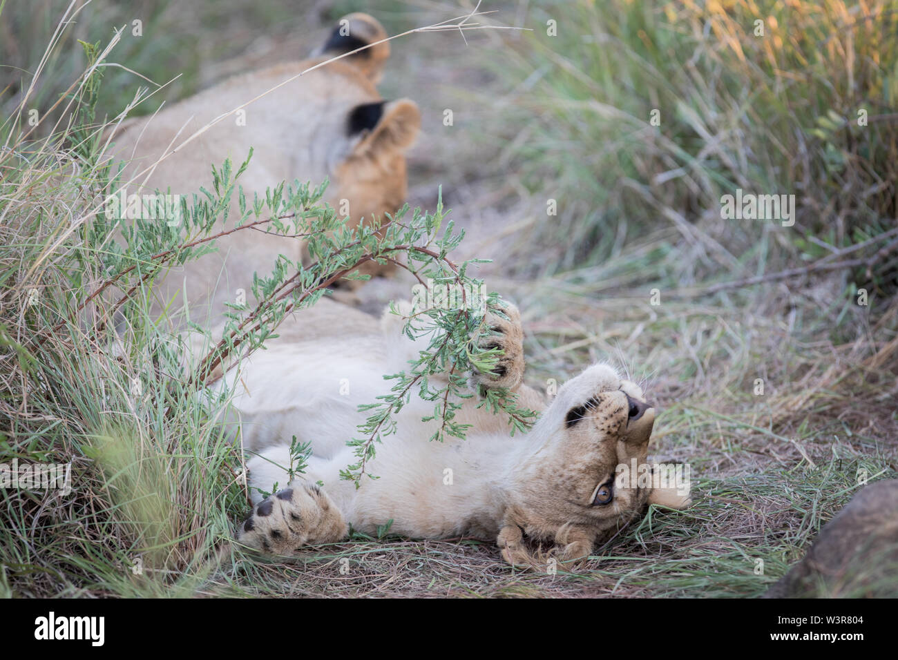 Ein lion Cub, Panthera leo, spielt mit einer Akazie Zweig während Sie im Gras in Madikwe Game Reserve, North West Provinz, Südafrika. Stockfoto