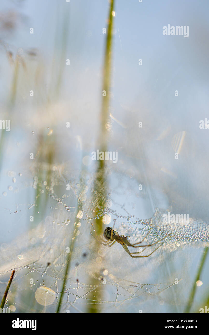 Spider hängen unter einem Tau Web in einer grünen Wiese. Stockfoto