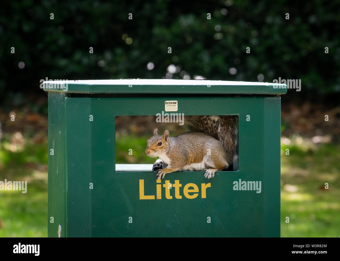 Ein graues Eichhörnchen auf der Suche nach Nahrung in einem Müll Abfallbehälter Stockfoto