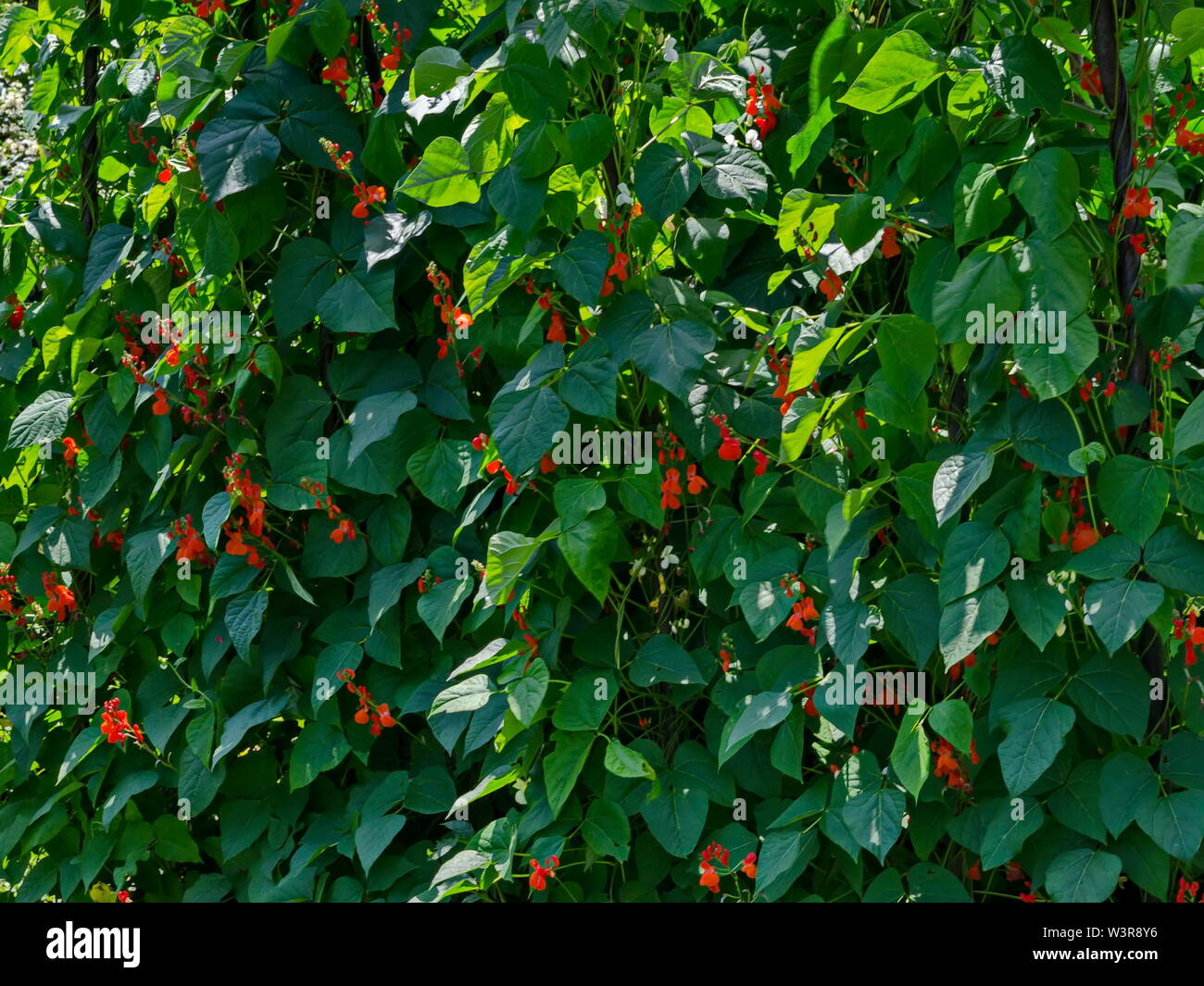 Blumen und Blätter von frische grüne Bohnen Anlage oder Phaseolus vulgaris in Gemüse Garten Bett, Jeleznitsa, Berg Vitosha, Bulgariens Stockfoto