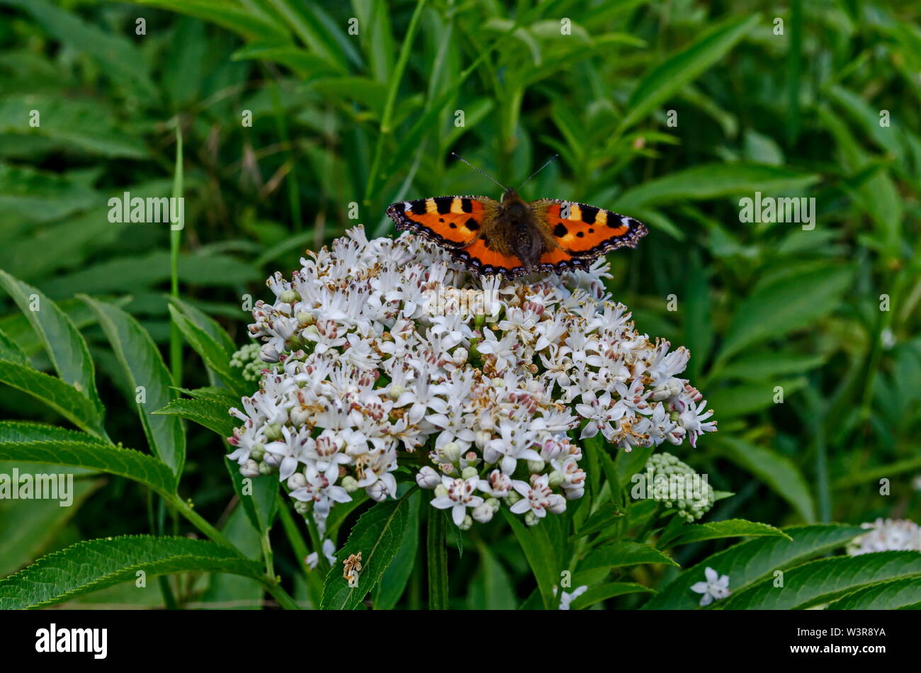 Oder Danaus plexippus Monarch butterfly über Blüten von Holunder oder Sambucus ebulus, giftige Bush, Jeleznitsa, Berg Vitosha, Bulgariens Stockfoto