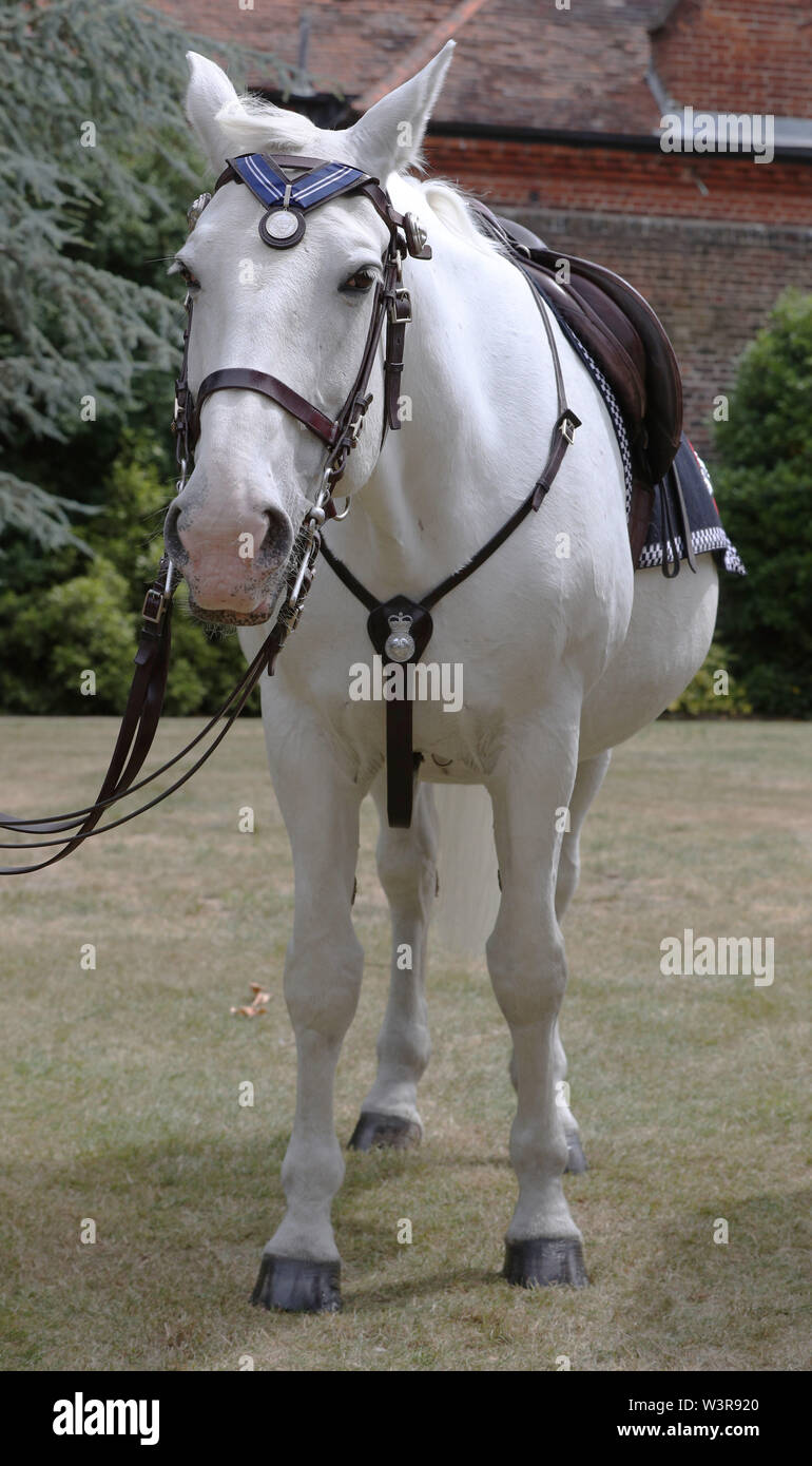 Die Metropolitan Police Horse Gnade trägt den PDSA Reihenfolge von Merit Award in Hampton Court Palace. Stockfoto