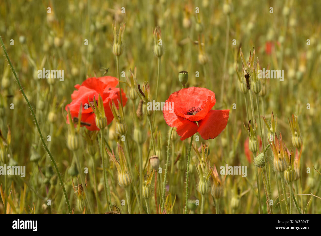 Mohnblumen in einem Feld Stockfoto