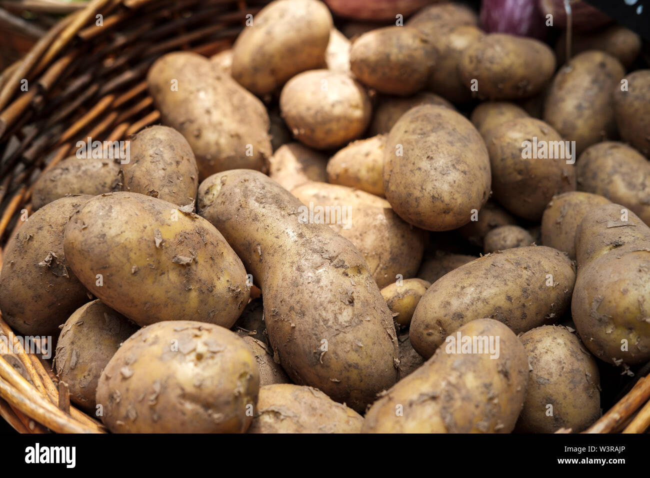 Frische organische Kartoffeln - Solanum tuberosum Stockfoto