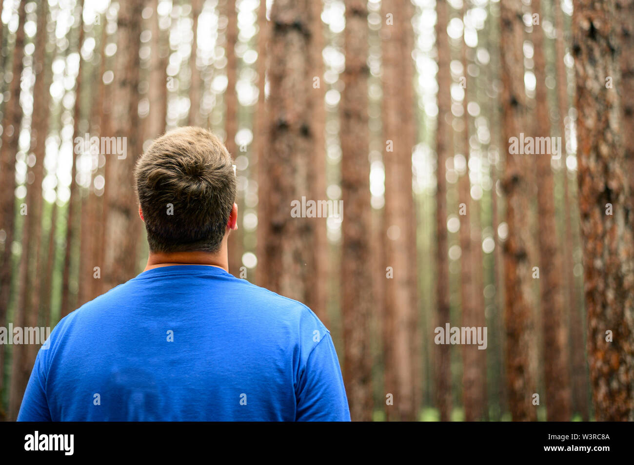 Ein Mann in Ehrfurcht stehen in einem Wald am großen roten Suche Pinien Stockfoto