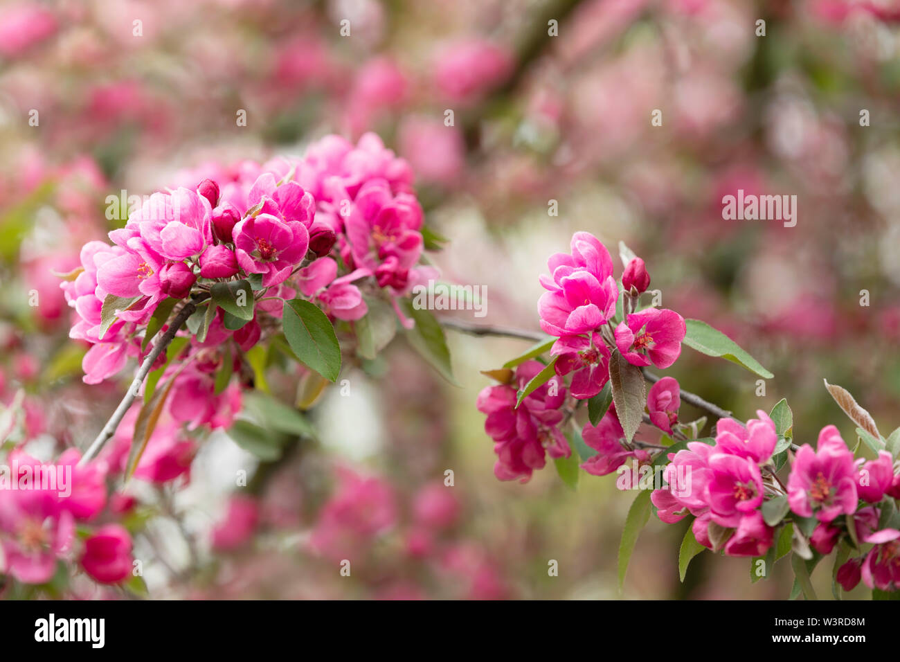 Schönen apple tree blossoms Royal Bounty Malus Stockfoto