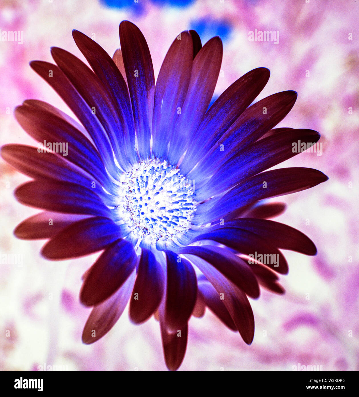 Negative gerbera Blume Kopf Stockfoto