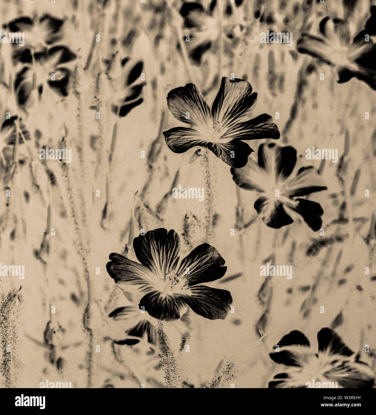 Schwarz/Weiß-Negativen Blütenköpfe Stockfoto