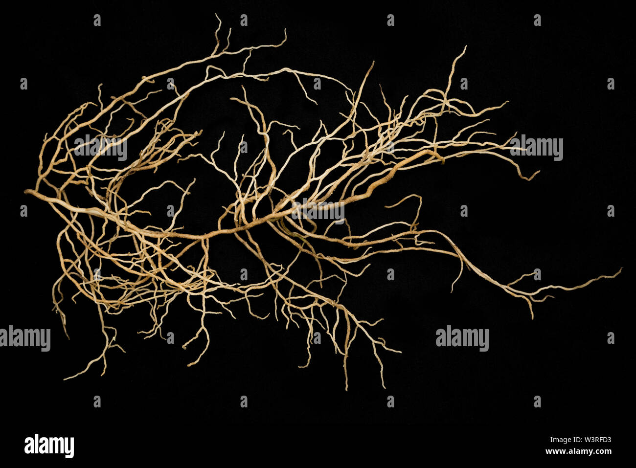 Ein Abschnitt des root-Niederlassungen die zentrale root tippen. Stockfoto