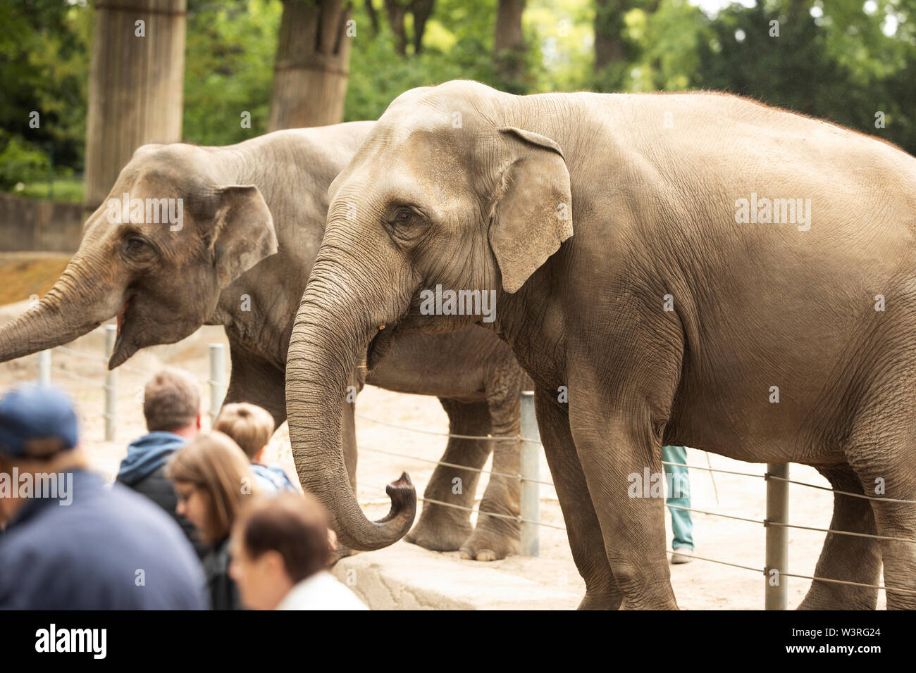 Zwei asiatische Elefanten (Elephas maximus) warten darauf, von den Besuchern im Tierpark Hagenbeck in Hamburg gefüttert zu werden. Stockfoto