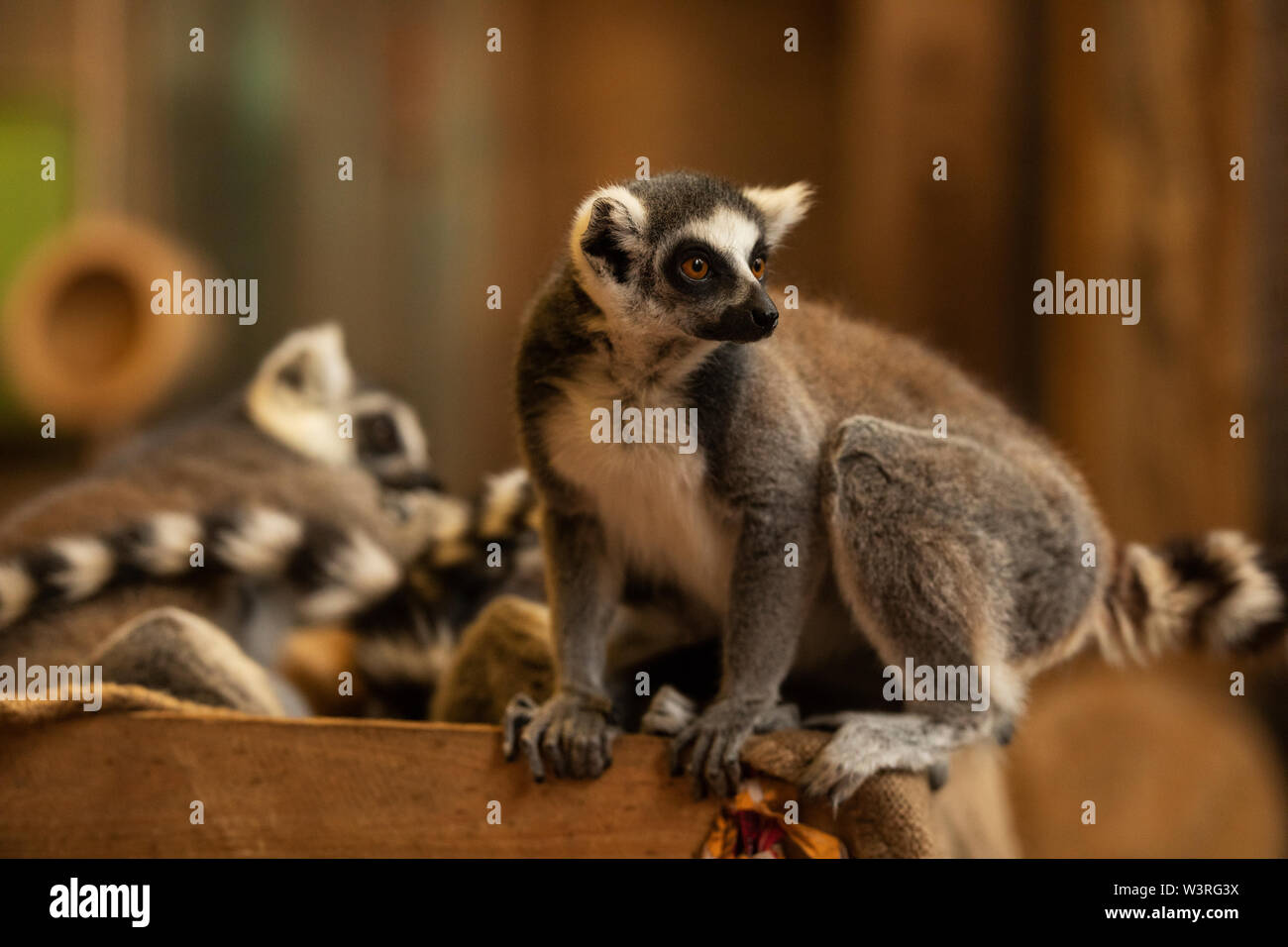 Ein Ringschwanz-Lemur (Lemur catta), eine in Madagaskar heimische bedrohte Art, thront auf einem Zweig. Stockfoto