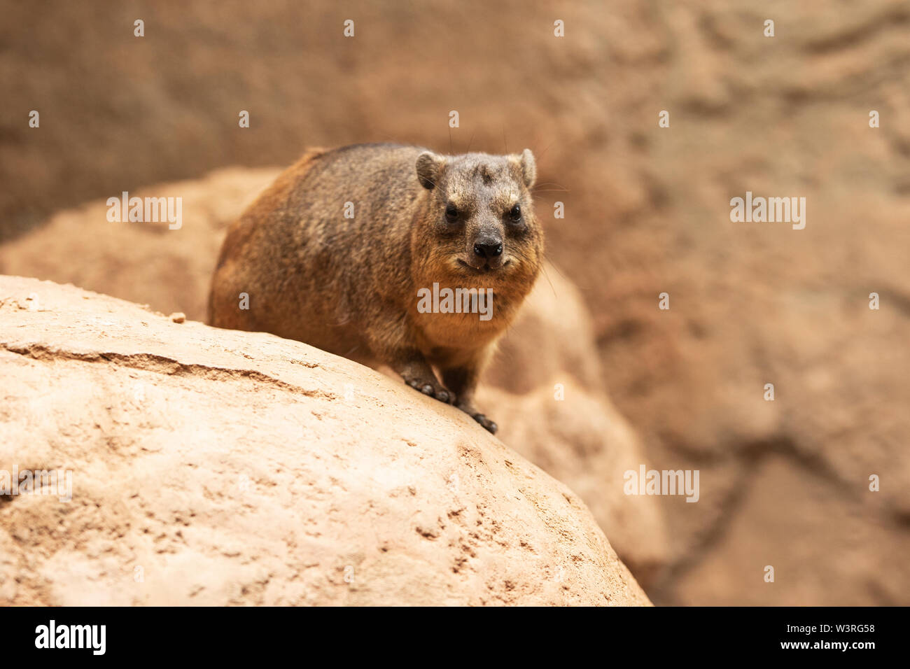 Ein Felshyrax (Procavia capensis), auch Cape hyrax genannt, Steinkaninchen, coney oder Dassie, heimisch in Afrika und dem Nahen Osten. Stockfoto