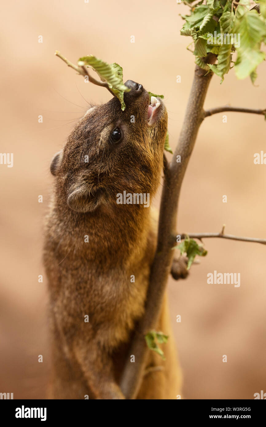 Ein Felshyrax (Procavia capensis), auch Cape hyrax genannt, Steinkaninchen, coney oder Dassie, heimisch in Afrika und dem Nahen Osten, auf der Nahrungssuche nach Blättern. Stockfoto