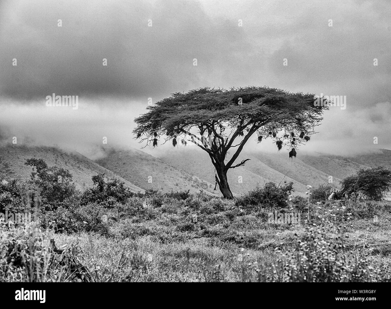 Verschiedene Wildtiere sind in der Serengeti, Tansania, Afrika einschließlich Elefanten, Zebras, Nilpferde, Vögel, Gnus, Nilkrokodile, Adler und Leoparden gesehen. Stockfoto
