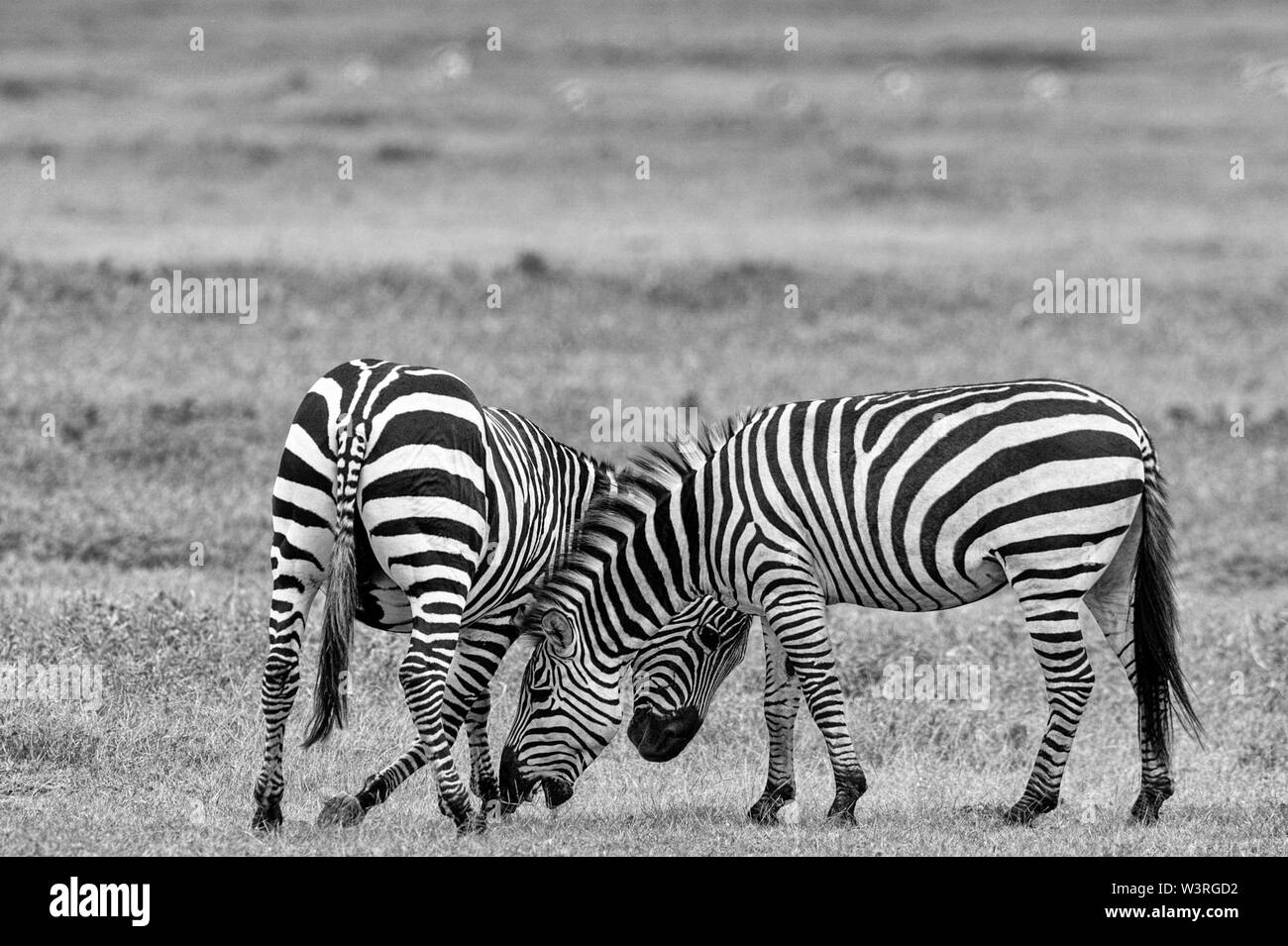 Verschiedene Wildtiere sind in der Serengeti, Tansania, Afrika einschließlich Elefanten, Zebras, Nilpferde, Vögel, Gnus, Nilkrokodile, Adler und Leoparden gesehen. Stockfoto