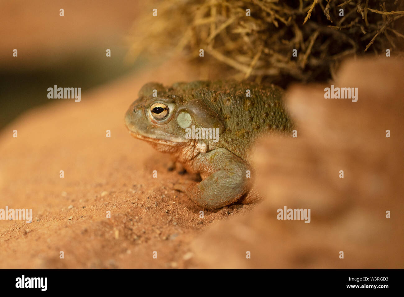 Colorado River Kröte (Incilius alvarius), auch bekannt als Sonoran Desert Kröte, heimisch in Nord-Mexiko und im Südwesten der Vereinigten Staaten. Stockfoto