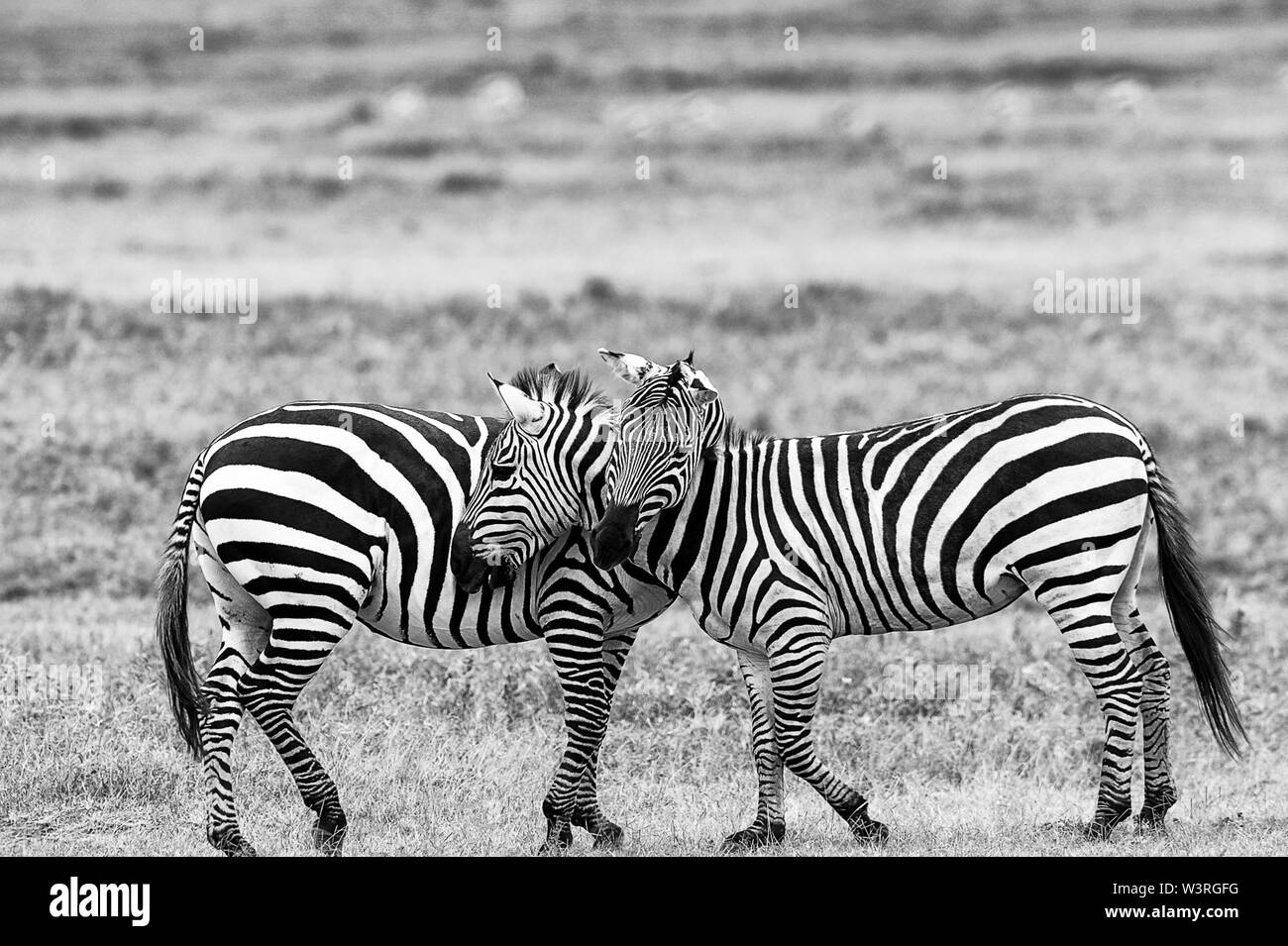 Verschiedene Wildtiere sind in der Serengeti, Tansania, Afrika einschließlich Elefanten, Zebras, Nilpferde, Vögel, Gnus, Nilkrokodile, Adler und Leoparden gesehen. Stockfoto