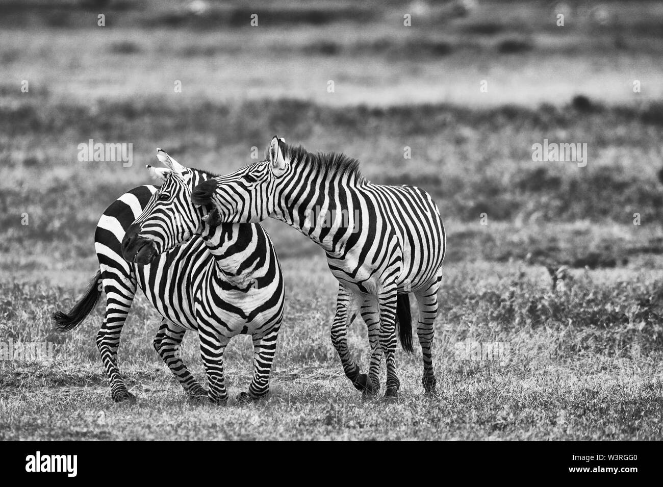 Verschiedene Wildtiere sind in der Serengeti, Tansania, Afrika einschließlich Elefanten, Zebras, Nilpferde, Vögel, Gnus, Nilkrokodile, Adler und Leoparden gesehen. Stockfoto
