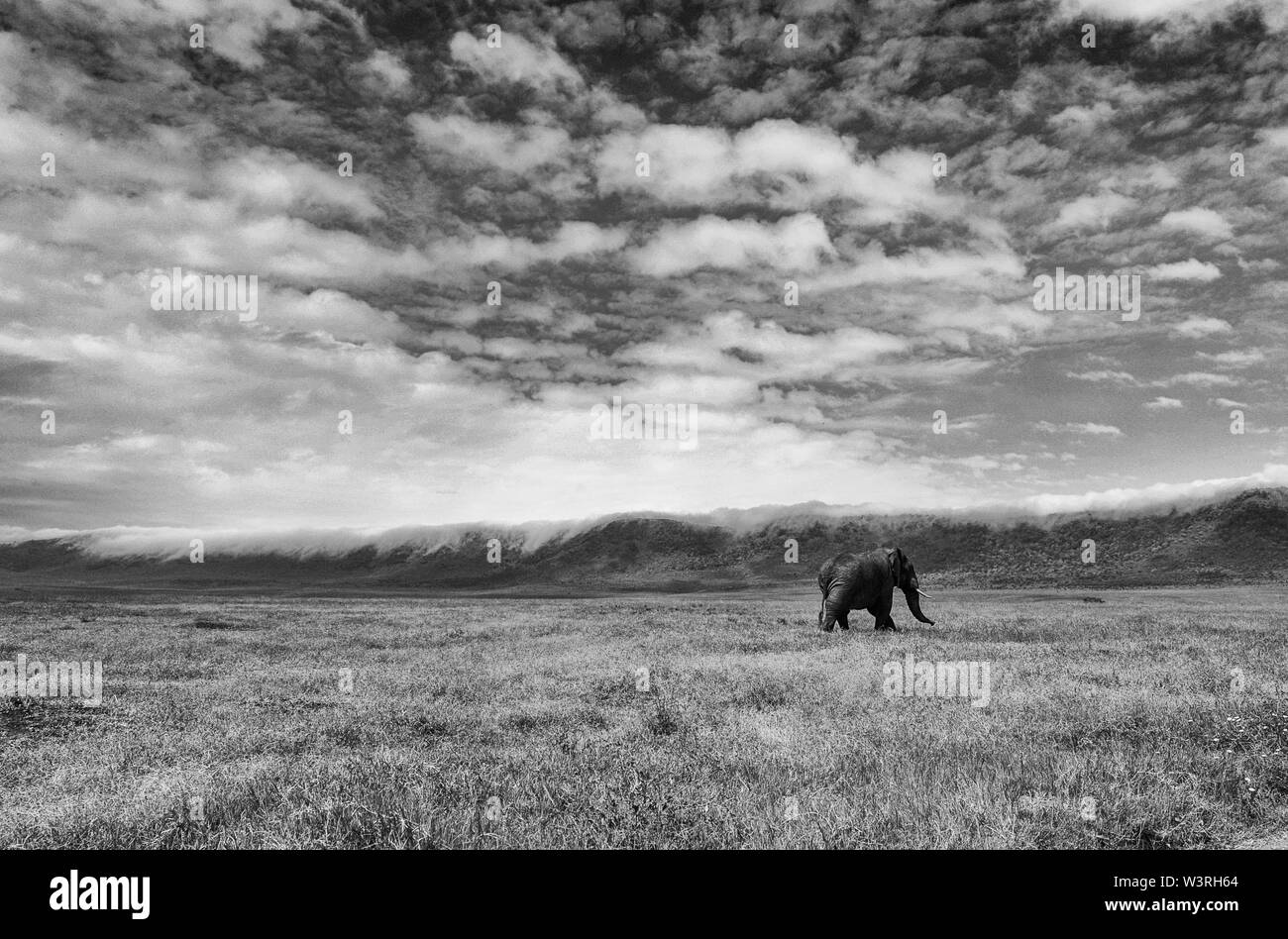 Verschiedene Wildtiere sind in der Serengeti, Tansania, Afrika einschließlich Elefanten, Zebras, Nilpferde, Vögel, Gnus, Nilkrokodile, Adler und Leoparden gesehen. Stockfoto