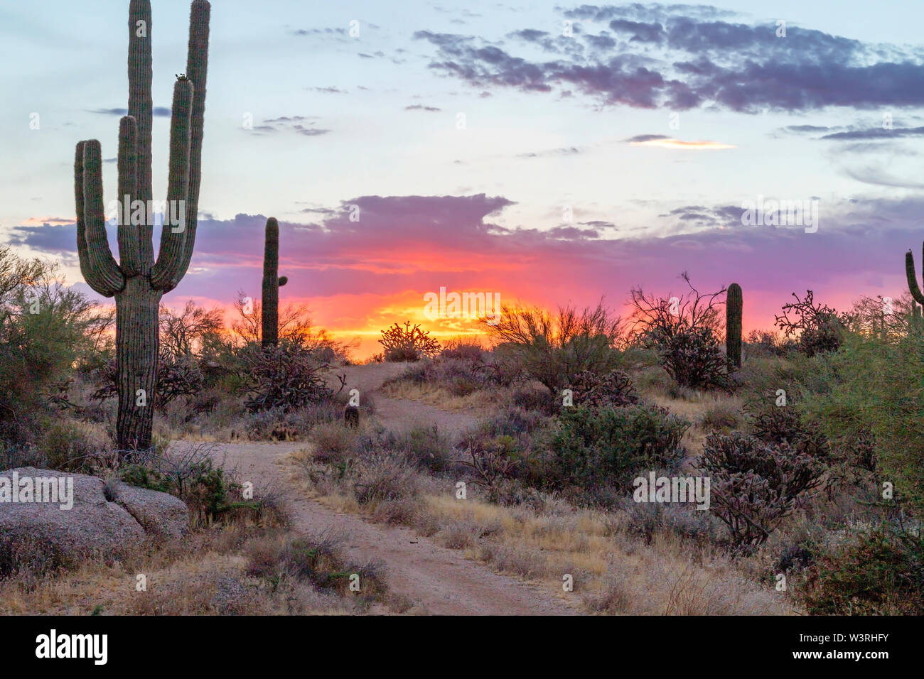 Lebendige Wüste Sonnenaufgang auf einem Wanderweg in North Scottsdale, Arizona mit Kakteen. Stockfoto