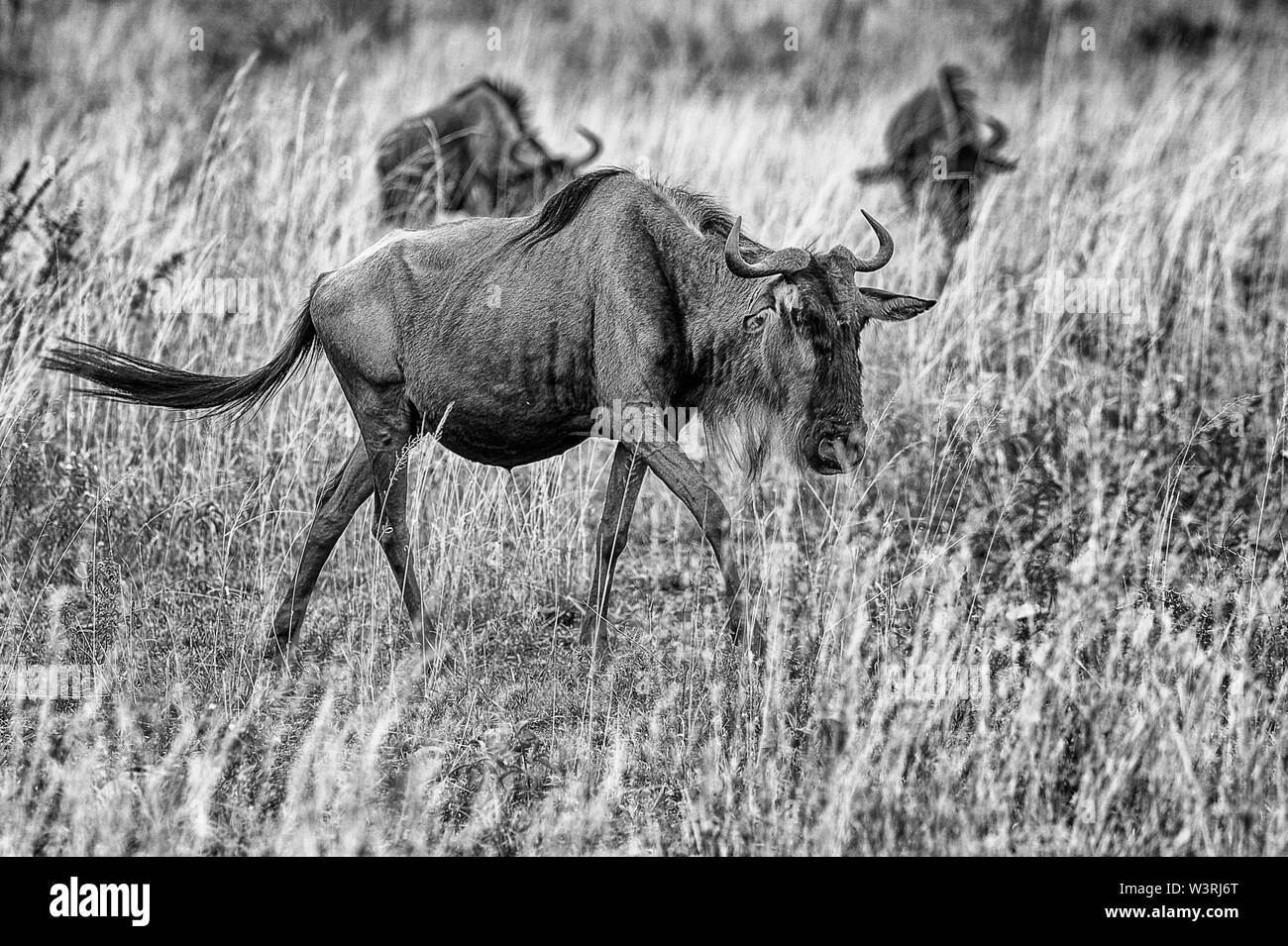 Verschiedene Wildtiere sind in der Serengeti, Tansania, Afrika einschließlich Elefanten, Zebras, Nilpferde, Vögel, Gnus, Nilkrokodile, Adler und Leoparden gesehen. Stockfoto
