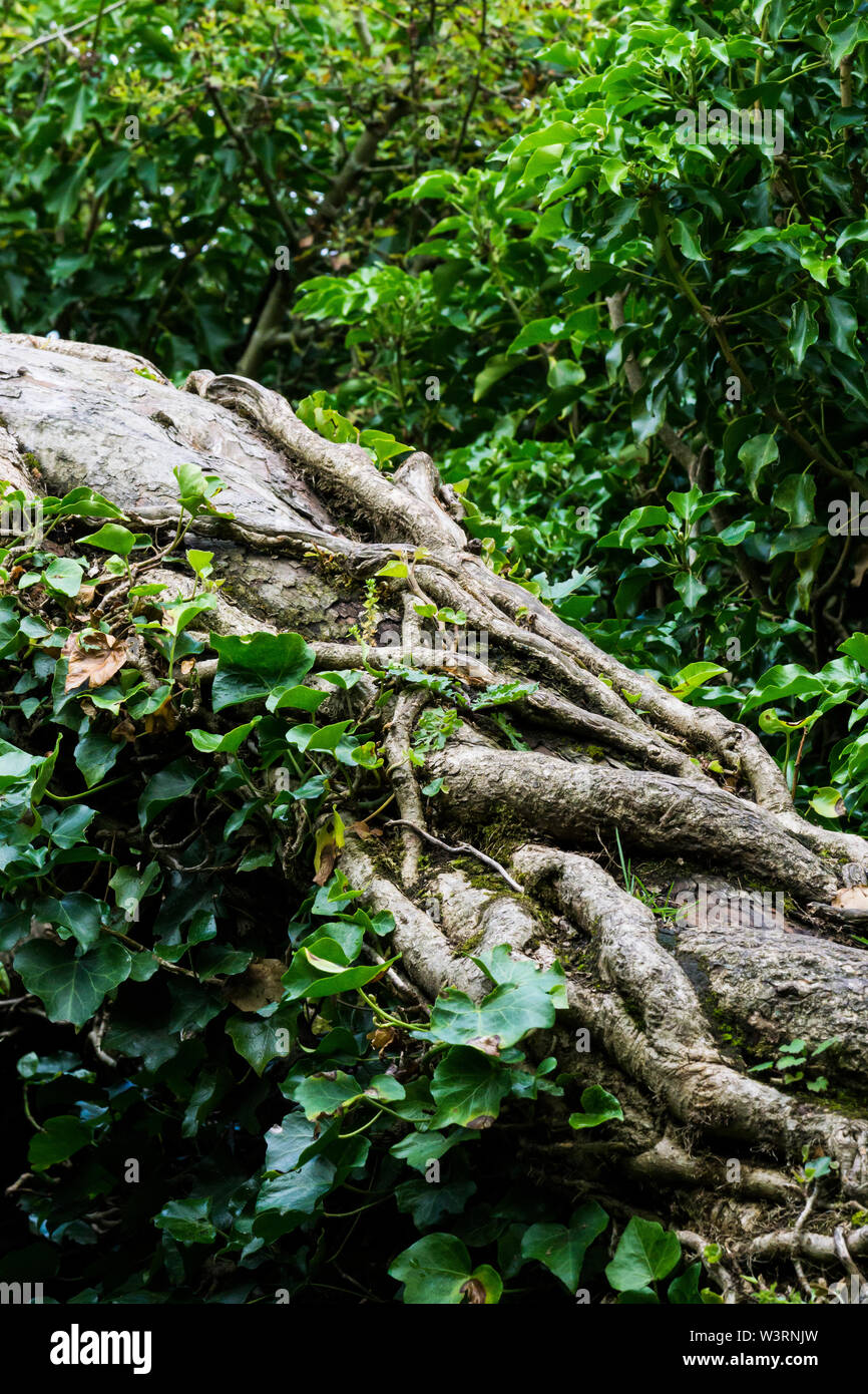 Gefallenen Baumstamm mit Verflechtung Efeu Niederlassungen Stockfoto