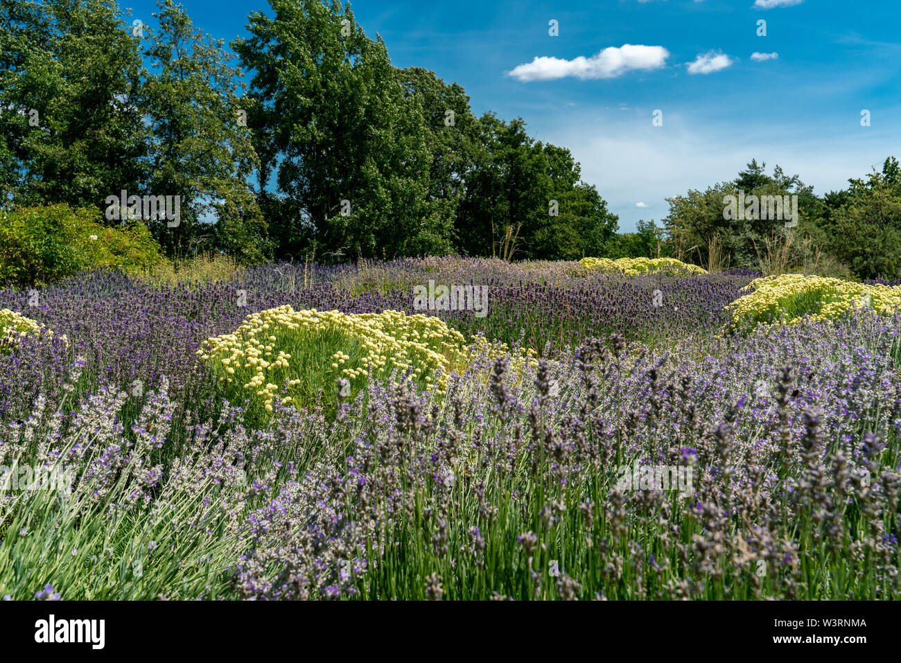 Mediterrane Beet mit puple Lavendel (Lavandula angustifolia) und Weiß Oliv Kraut (santolina viridis) Stockfoto