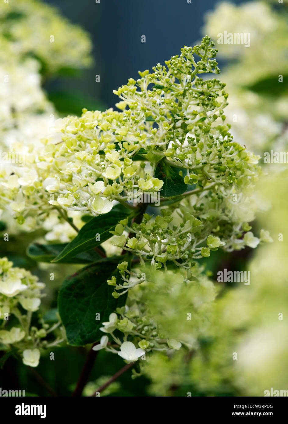 Schöne Blume Leiter a Limelight Hortensie Strauch in voller Blüte. Stockfoto
