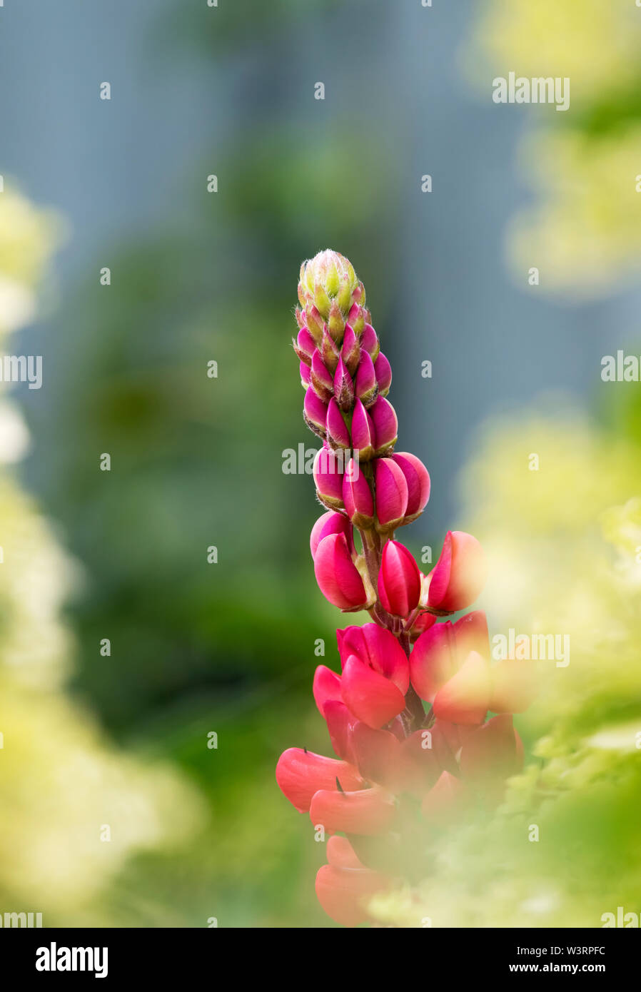 Schöne rote Lupin Blume fotografiert zwischen Unscharf gelbe Blüten Stockfoto