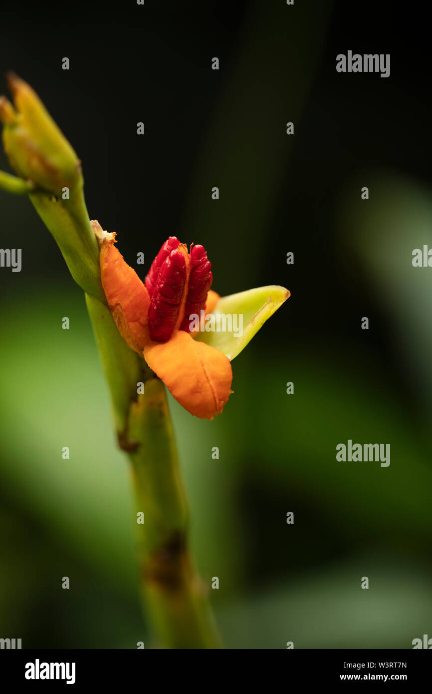 Alpinia officinarum, bekannt als kleiner Galgant, ist eine Pflanze in der  Ingwerfamilie aus Südostasien und beliebt zum Kochen und als pflanzliches  Heilmittel Stockfotografie - Alamy