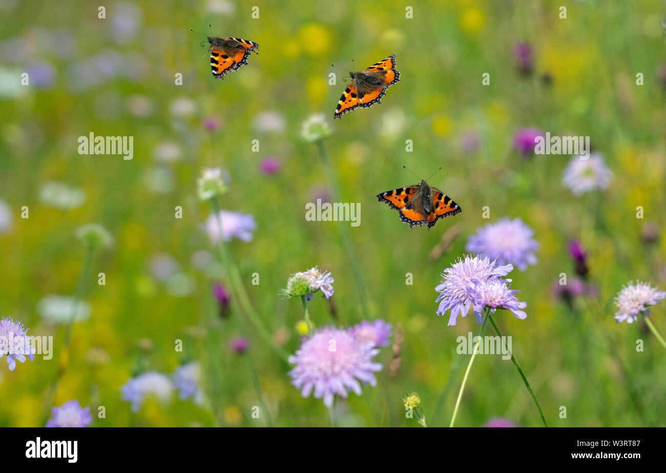 Schmetterling im winter -Fotos und -Bildmaterial in hoher Auflösung – Alamy