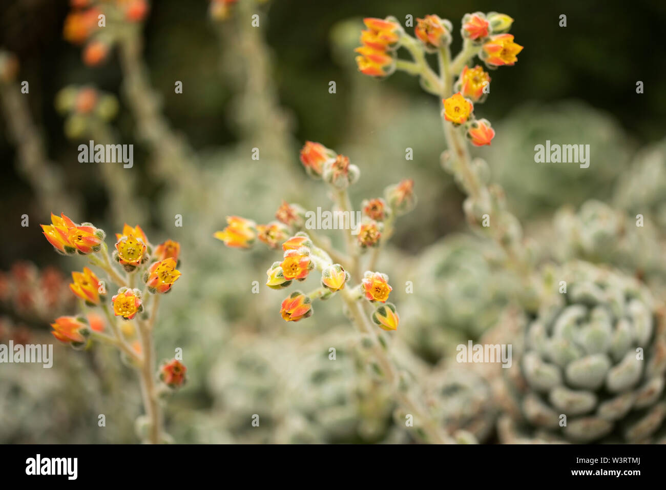 Blumen auf einer Echeveria bombycina Pflanze, die in Halbwüstengebieten von Mexiko, Mittelamerika und im Nordwesten Südamerikas beheimatet ist. Stockfoto