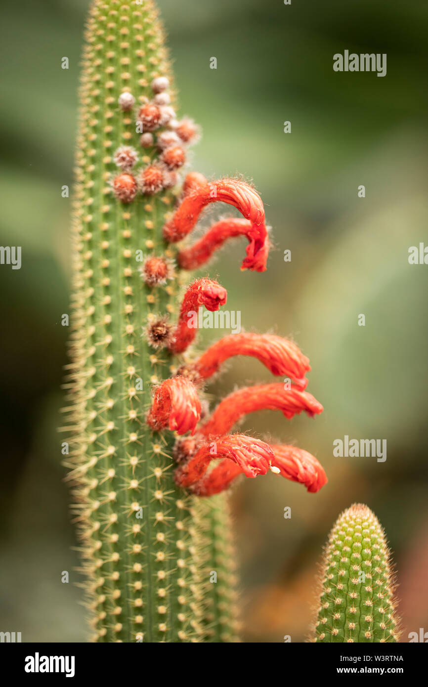 Rote Blüten, die an einem Cleistocactus samaipatanus Kaktus, der in Bolivien beheimatet ist, blühen. Stockfoto