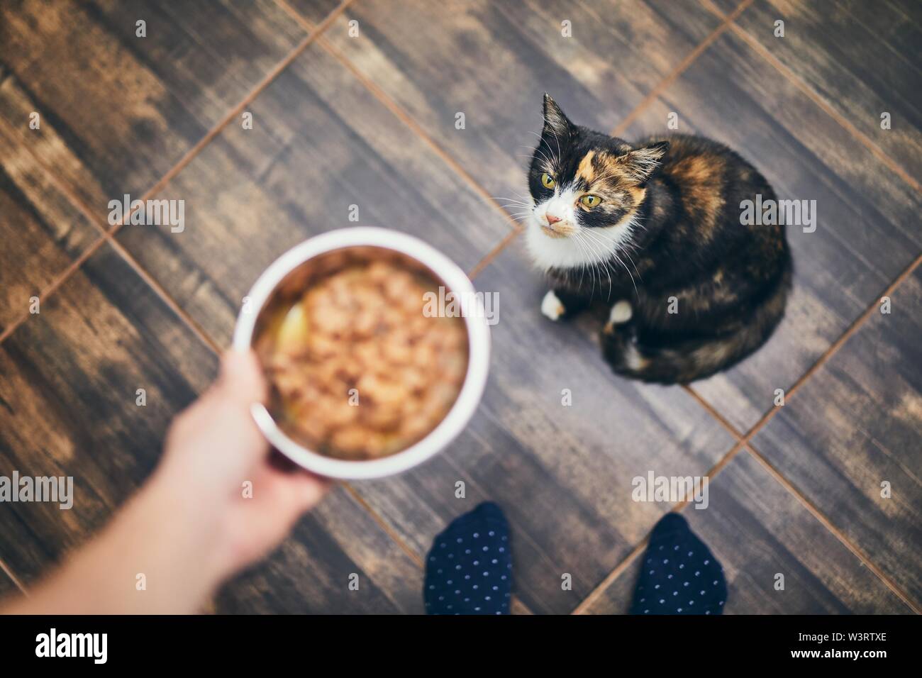 Das häusliche Leben mit Haustier. Mann hält Schüssel mit Fütterung für seine hungrige Katze. Stockfoto