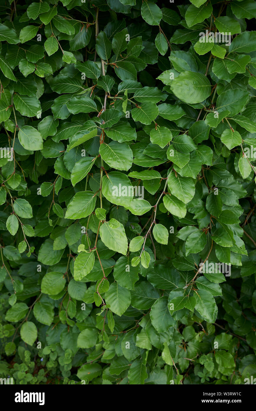 Fagus sylvatica pendula im Frühling Stockfoto