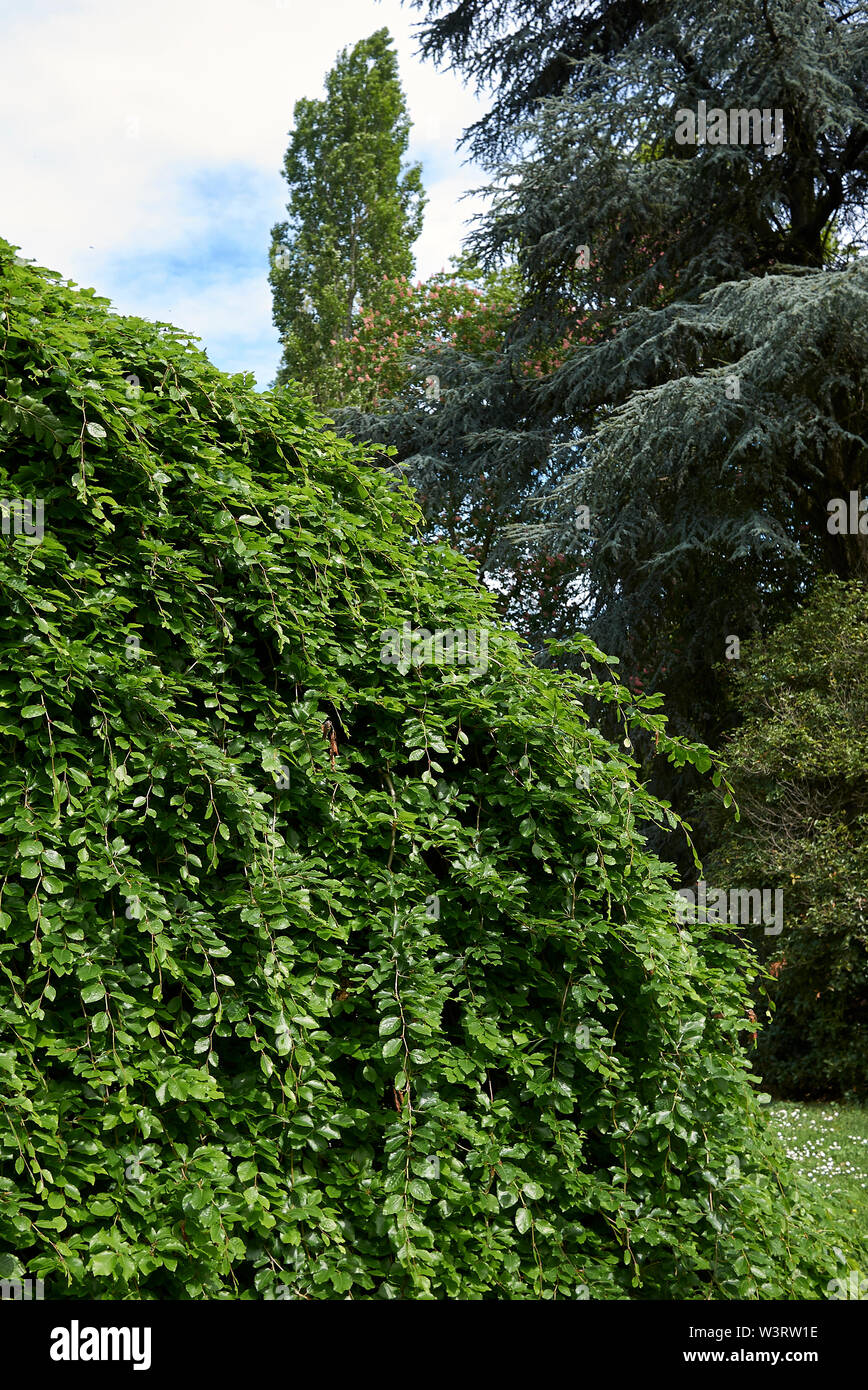 Fagus sylvatica pendula im Frühling Stockfoto