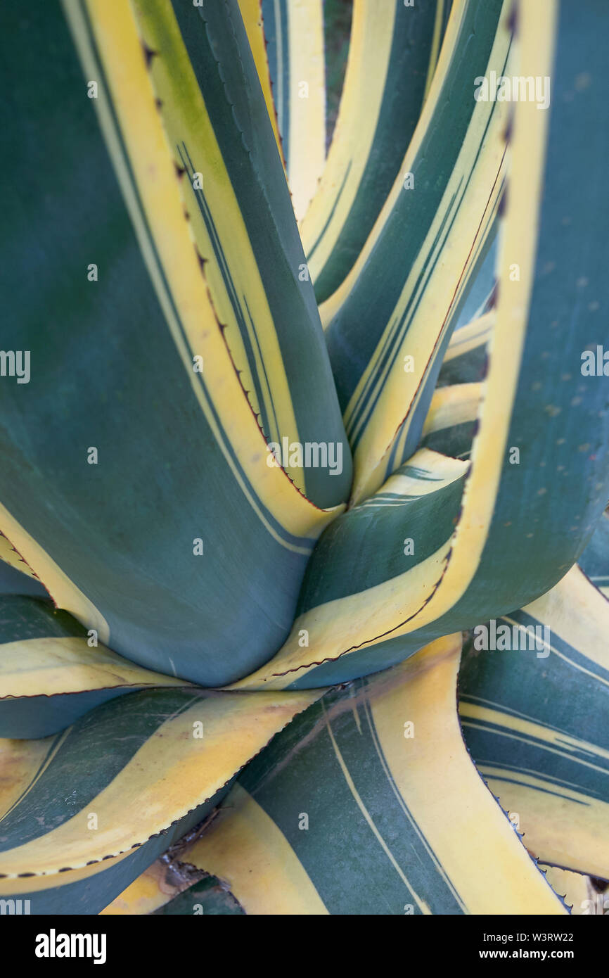 Grüne und gelbe Blätter von Agave americana Napi Stockfoto