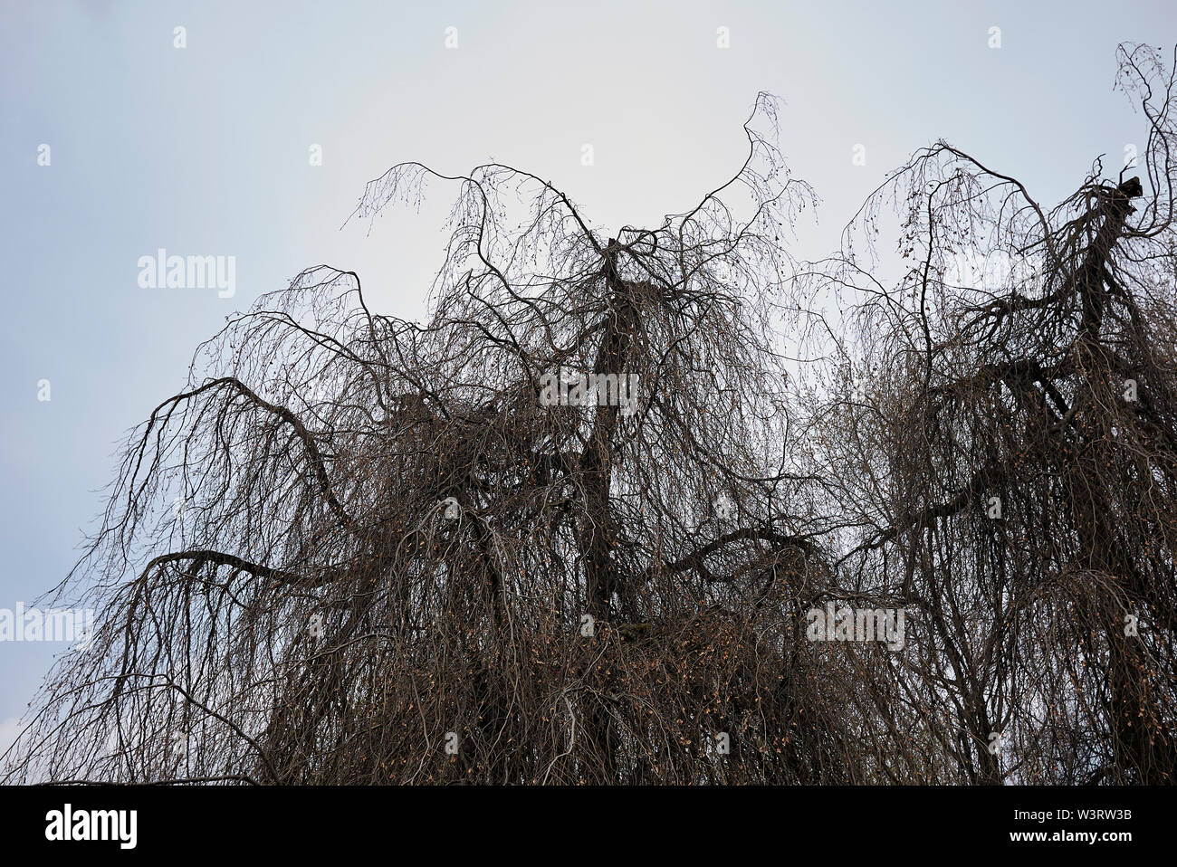Fagus sylvatica pendula Filialen ohne Laub Stockfoto
