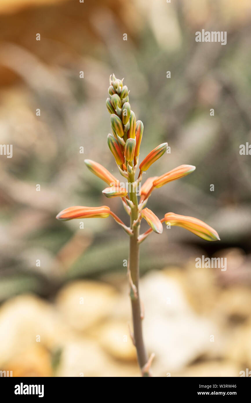 Röhrenförmige Orangenblüten der Aristaloe aristata, bekannt als Meerschweinchen-Aloe, Spitzen-Aloe oder Fackel Pflanze, eine Sukkulente aus dem südlichen Afrika. Stockfoto
