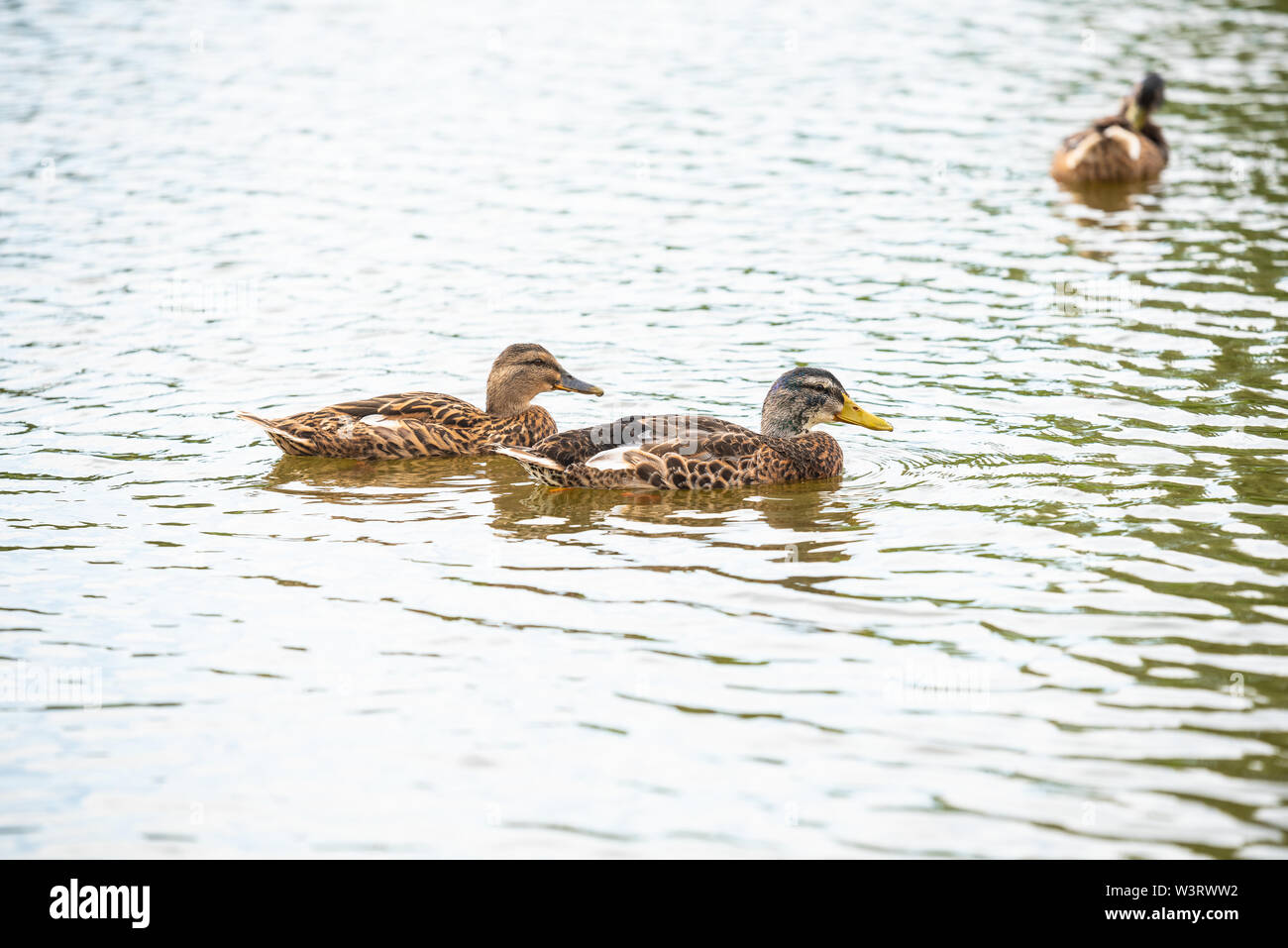 Ente Familie ist Schwimmen in einem kleinen Teich Stockfoto