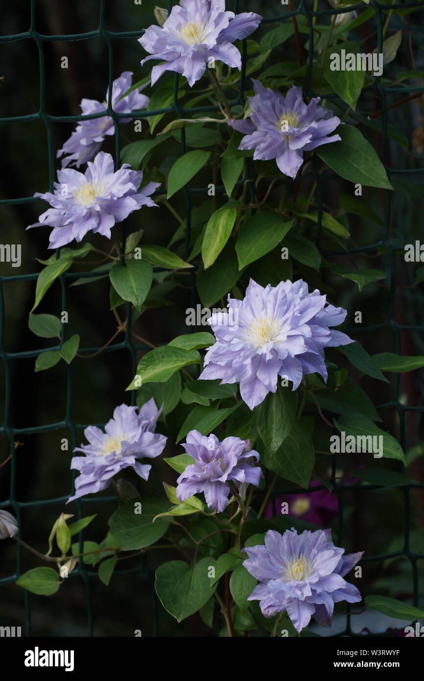 Schönen Sommer Blumen in einem vertikalen Garten Gartenbau. Blume doppelt flieder Clematis close-up. Blumen Clematis Sorten Azure Kugel Stockfoto