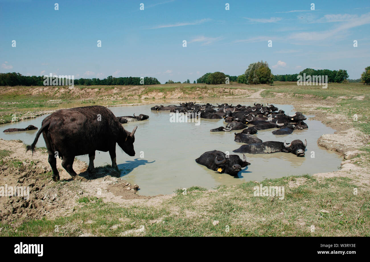 Wasserbüffel suhlen in einem Pool von Schlamm an ein Büffel finden in Ungarn Stockfoto