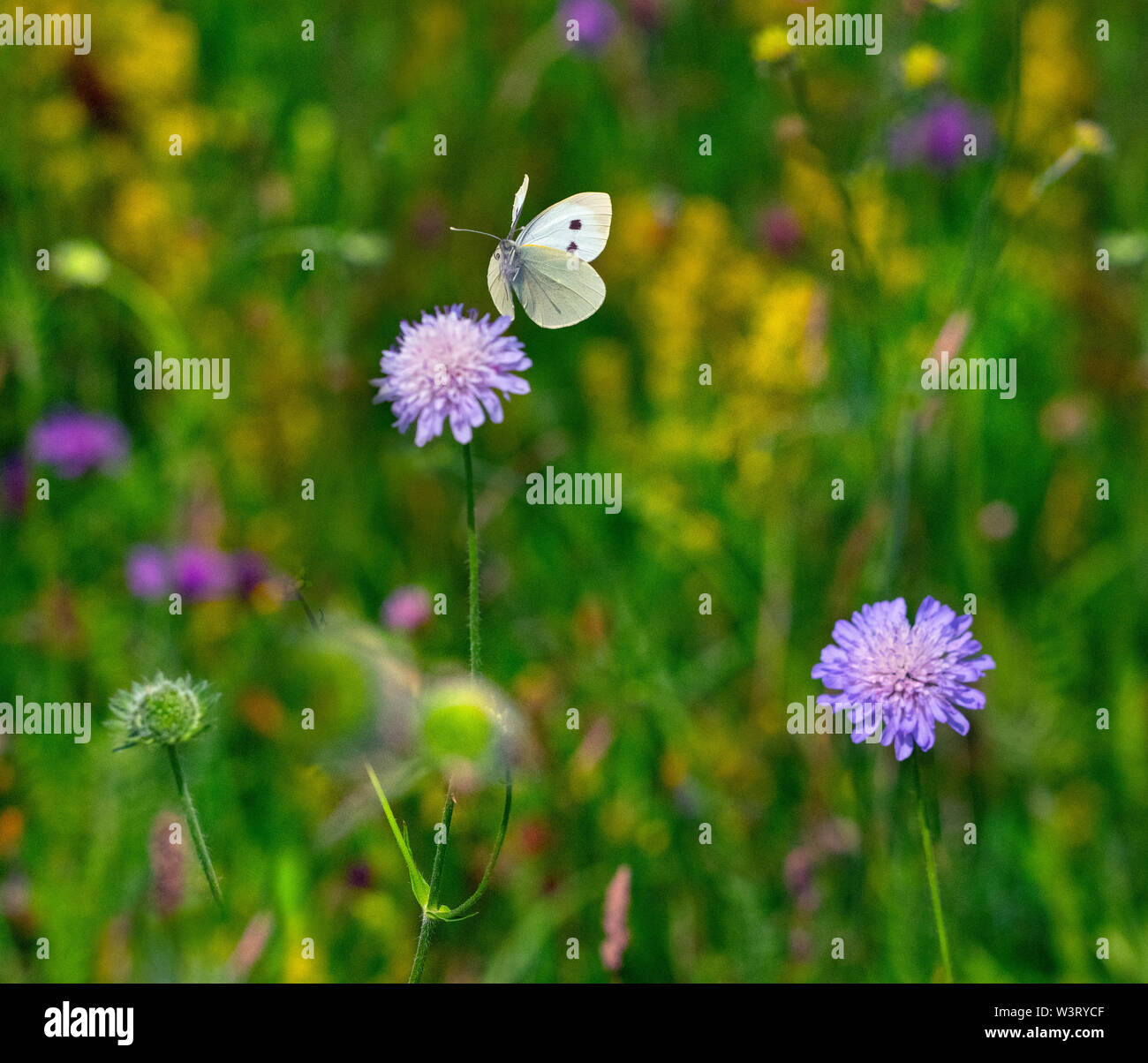 Großer weißer Schmetterling Pieris brassicae im Flug Fütterung auf scabious Blumen in Wilde Blumenwiese Stockfoto