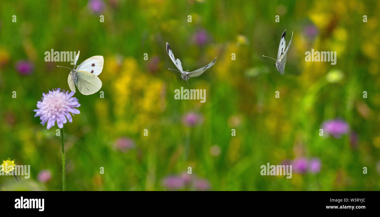 Großer weißer Schmetterling Pieris brassicae im Flug Fütterung auf scabious Blumen in Wilde Blumenwiese Stockfoto