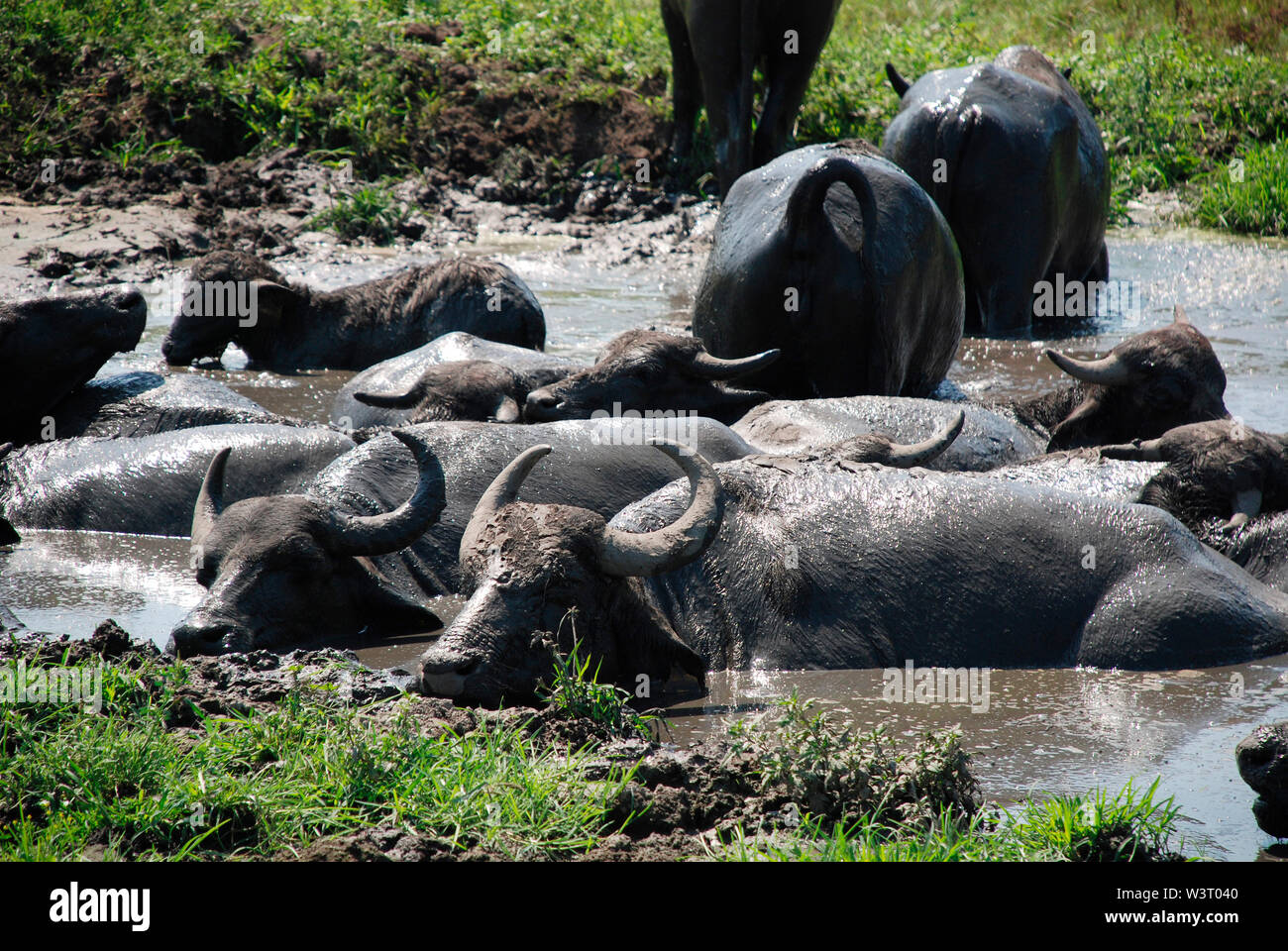 Wasserbüffel suhlen in einem Pool von Schlamm an ein Büffel finden in Ungarn Stockfoto