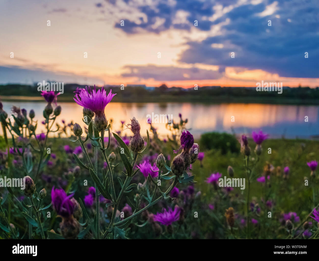 In der Nähe von Wilden, lila Strauch Blumen blühen auf der Wiese in der Nähe von Lake über Sonnenuntergang Hintergrund in einer ruhigen Sommerabend. Stockfoto
