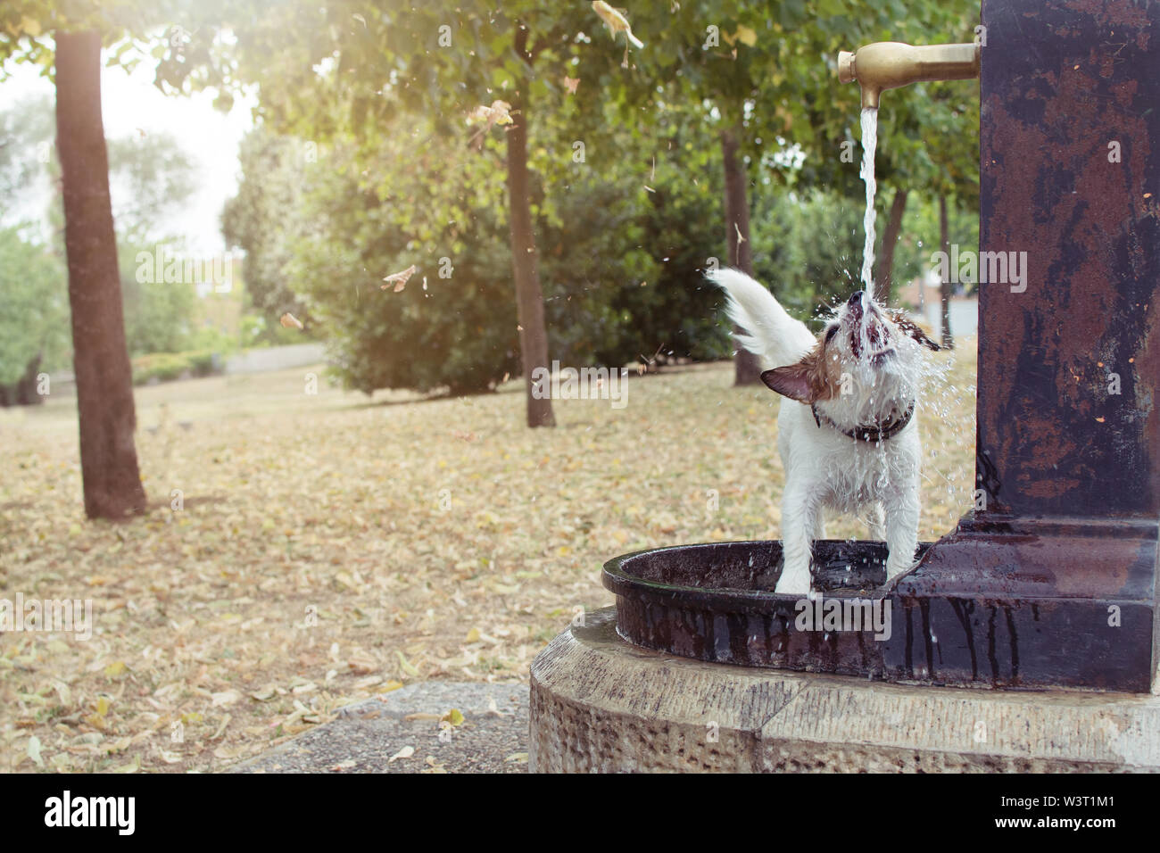 Lustig und durstigen Hund Trinkwasser von einem Brunnen im Park im Sommer Wärme. Stockfoto