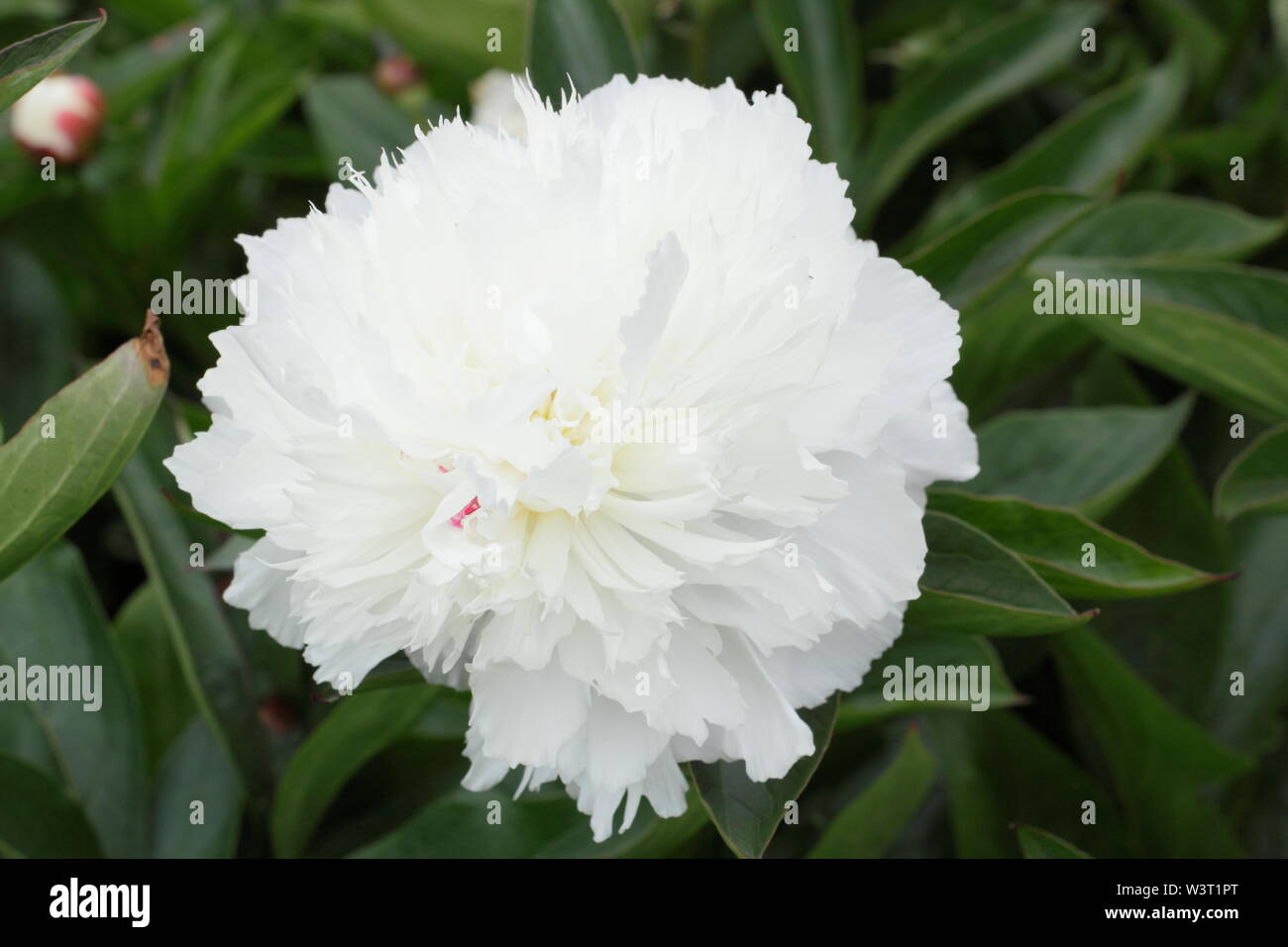 Die Paeonia lactiflora hirley Tempel' Päonie Blüte im Sommer - Juni. Großbritannien Stockfoto