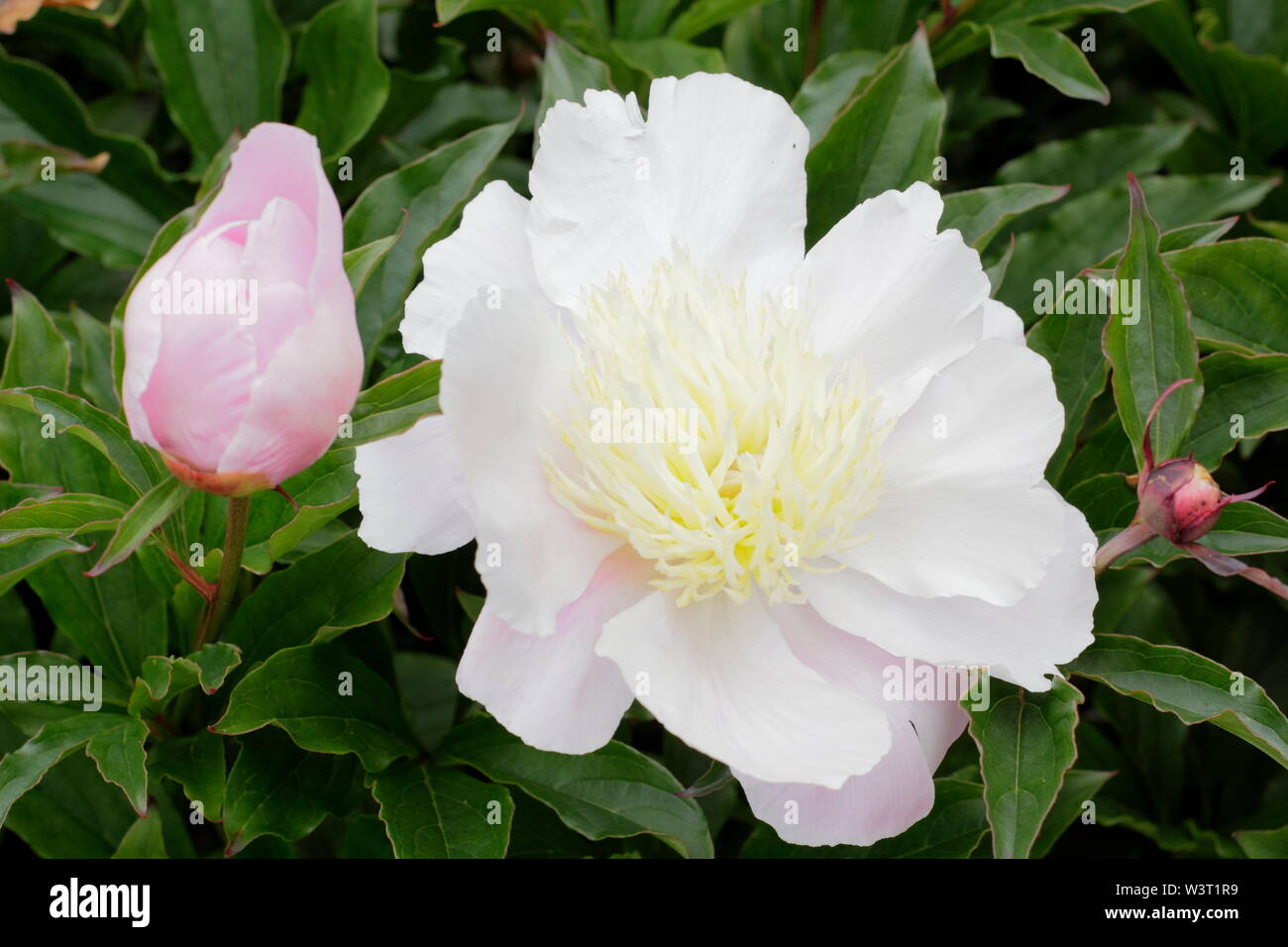 Paeonia lactiflora 'Barrymore" Pfingstrose Blüte im Sommer - Juni. Großbritannien Stockfoto