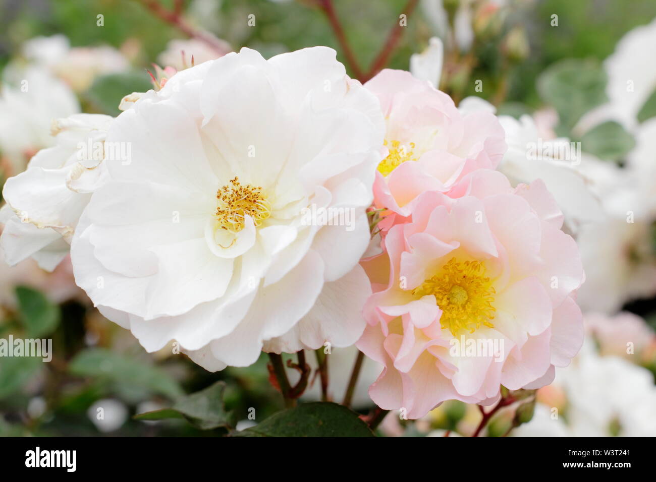 Rosa 'Cornelia'. Blass Peach Blossoms von 'Cornelia' hybrid Moschus strauch Rose Blüte im Juni - Großbritannien Stockfoto